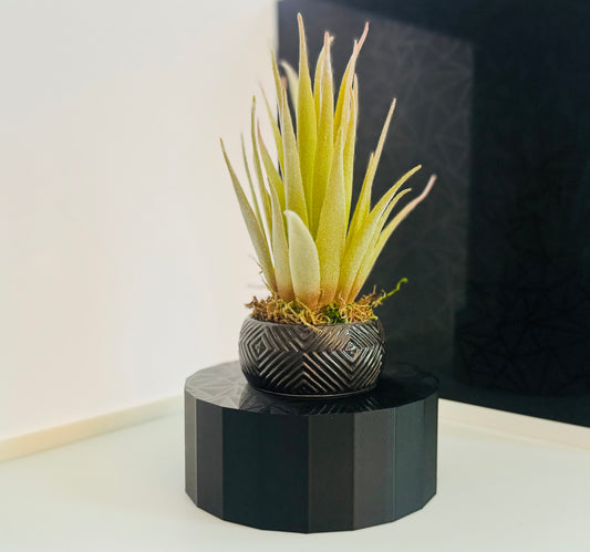 Artificial succulents with ceramic